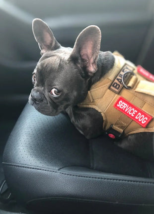 Tactical Dog Harness with Handle, No-Pull, Adjustable Pet Vest, Training, Hunting, Outdoors, Medium and Large Dogs
