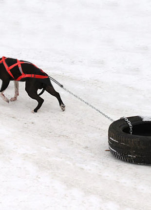 Dog Sled Harness Pet Weight Pulling Sledding Harness Mushing X Back Harness For Large Dogs Husky Canicross Skijoring Scootering