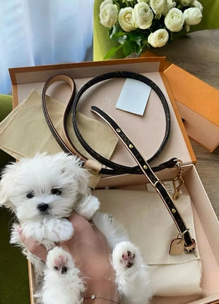 Dog Collar Luxury Cat Collar Safe Adjustable Cowhide Leash Lead Collar for Small Medium Large Dogs Cute Pet Accessories