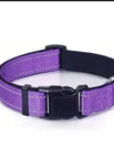 Purple collar / M