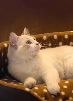 Cats Bed  Pets Beds & Furnitures Goods Pet Products Furniture Houses and Habitats Supplies Things Sofa For Cat Home Accessories