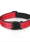 Red collar / XL