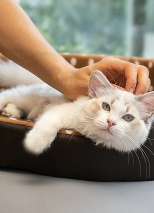 Cats Bed  Pets Beds & Furnitures Goods Pet Products Furniture Houses and Habitats Supplies Things Sofa For Cat Home Accessories